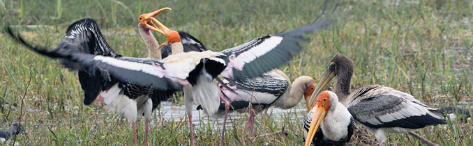 hotels in bharatpur