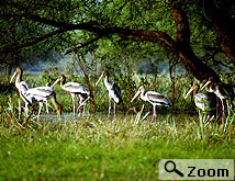 bharatpur accommodation