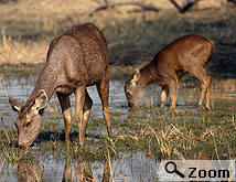 cheap hotel in bharatpur