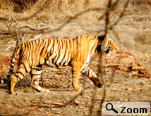 hotel tariff kumbhalgarh