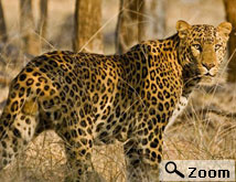 cheap hotel in ranthambore
