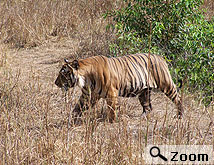 national park sariska