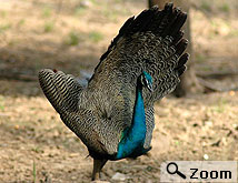 hotels in alwar