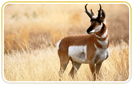 hotels in bharatpur